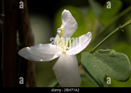 Un fiore di Bauhinia Acuminata. Foto Stock