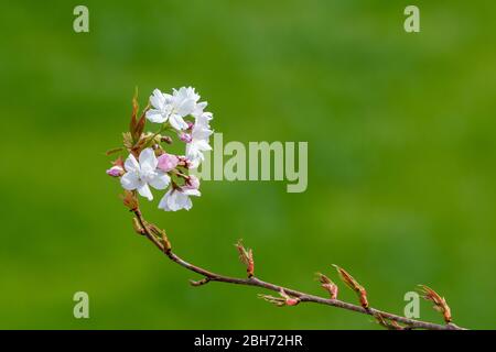 Apple Blossom close-up. Profondità di campo. Foto Stock