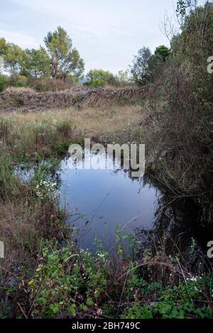 Volcà de Can Guilana, (columnes basàltiques en una disjunció hexque perfeta), Sant Julià de Ramis/Sarrià de Ter, Gironès, Catalunya Foto Stock