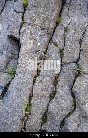 Volcà de Can Guilana, (columnes basàltiques en una disjunció hexque perfeta), Sant Julià de Ramis/Sarrià de Ter, Gironès, Catalunya Foto Stock