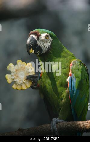 il pappagallo verde è nella gabbia e non è felice Foto Stock