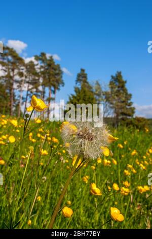 Prato fiorito con dandelioni e boccette Foto Stock