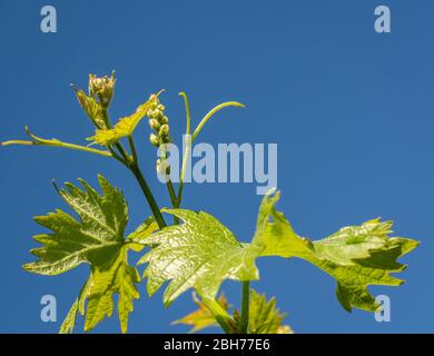 Giovane infiorescenza dell'uva sul primo piano della vite. Vitigno con foglie giovani e gemme che fioriscono su un vitigno in vigna. Germogli di primavera germogliano. Foto Stock