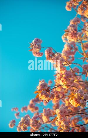 Sfondo di primavera con fiori di ciliegia e cielo blu con spazio copia Foto Stock