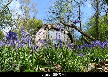 Fiori Bluebell nei boschi presso Ashridge Estate Berkhamsted Herts UK Foto Stock