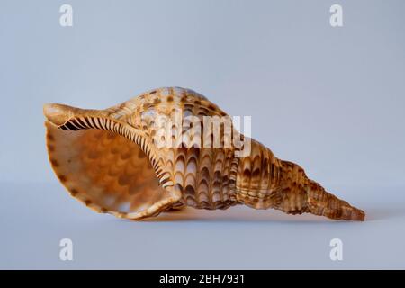 Custodia Triton Trompet. Triton del Pacifico. Charonia Tritonis L. Pacific Seashell Foto Stock