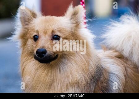 Carino Pomeranian fuori per una passeggiata Foto Stock