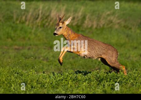 Il roe veloce del cervo buck perde la pelliccia e salta mentre corre nella natura primaverile Foto Stock