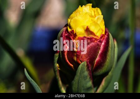 Tulipano gelato Banana Foto Stock