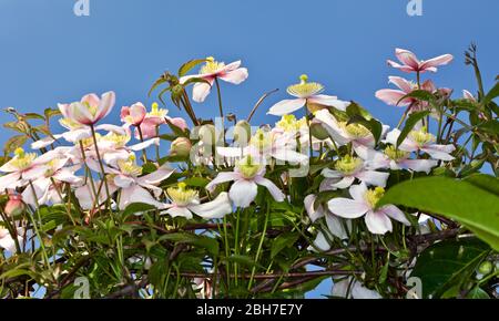 Clematis montana ‘perfezione rosa’ Foto Stock