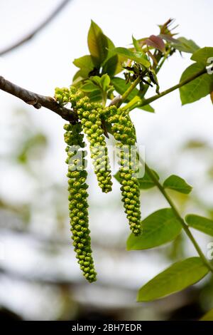 rami fioriti della noce nel giardino in primavera, orecchini di noce si annodano dai rami contro il cielo Foto Stock