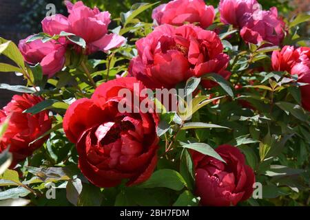 Peonia dell'albero, fiori rossi belli in primavera Foto Stock