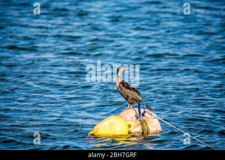 Primo piano di un singolo cormorano illuminato dal sole che riposa su una boa galleggiante nel porto del villaggio di Fanari nella Grecia settentrionale. Pomeriggio soleggiato tardo autunno, viaggio fotografia della fauna selvatica Foto Stock