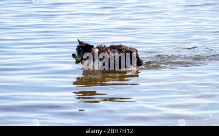 Dundee, Tayside, Scozia, Regno Unito. 24 Aprile 2020. UK Weather: Caldo sole mattina a Dundee anche se un po 'più fresco sulla costa con la temperatura massima 15°C. I proprietari di cani che esercitano i loro cani lungo la spiaggia di Broughy Ferry durante le restrizioni di blocco di Coronavirus. Un Collie bianco e nero che recupera una palla da tennis dal fiume Tay. Credit: Dundee Photographics/Alamy Live News Foto Stock