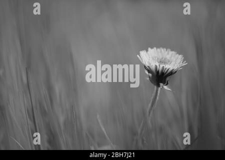 Bel fiore dente di leone crescere in un erba primavera, foto di BW Foto Stock