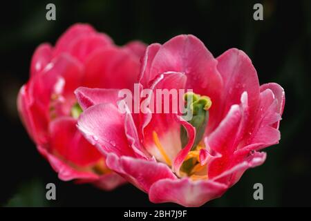 Boccioli di tulipani rossi e gialli con balze e pestello primo piano in luci soffuse su sfondo nero con spazio per il testo. Tulipano di Hollands fiore . Flo Foto Stock