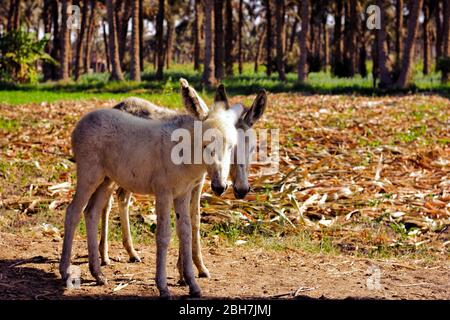 Due asini nella foresta durante la giornata di sole. Piccoli asini in piedi nel prato vicino alla foresta in autunno giorno di sole. Foto Stock