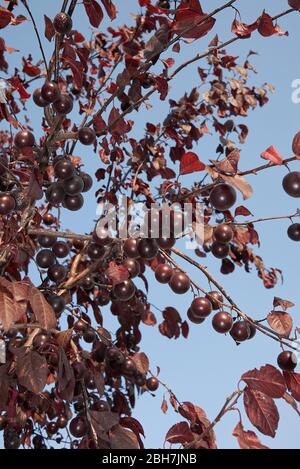 Prunus cerasifera nigra ramo con prugne rosse Foto Stock