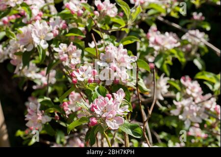 fiore di mele in primavera Foto Stock