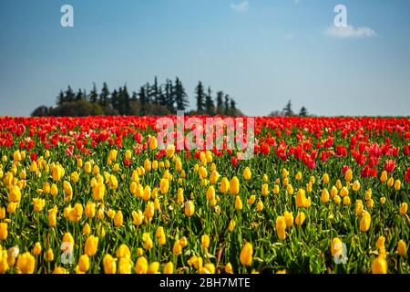Colorato campo di tulipani, Tulip Fest, scarpe di legno Tulip Farm, Woodburn, vicino a Portland, Oregon, Stati Uniti d'America Foto Stock
