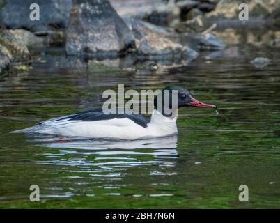 Maschio Goosander ( Mergus Merganser) nuoto nel fiume Almond, West Lothian, Scozia. Foto Stock
