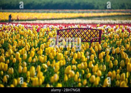 Colorato campo di tulipani, Tulip Fest, scarpe di legno Tulip Farm, Woodburn, vicino a Portland, Oregon, Stati Uniti d'America Foto Stock