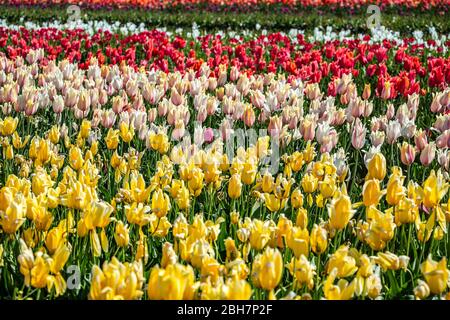 Colorato campo di tulipani, Tulip Fest, scarpe di legno Tulip Farm, Woodburn, vicino a Portland, Oregon, Stati Uniti d'America Foto Stock