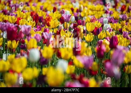 Colorato campo di tulipani, Tulip Fest, scarpe di legno Tulip Farm, Woodburn, vicino a Portland, Oregon, Stati Uniti d'America Foto Stock