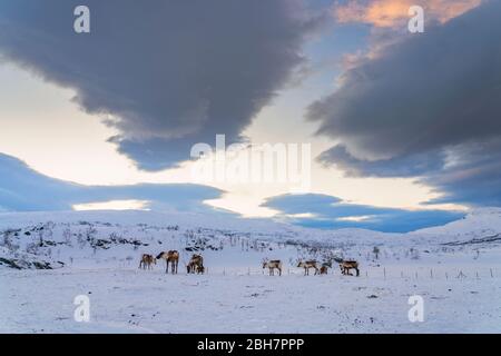 Rendeer cerca cibo sotto la profonda copertura di neve nelle montagne della contea di Finnmark nel nord della Norvegia Foto Stock