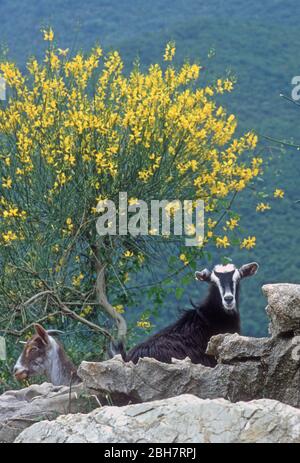 Capre che pascolano su scopa gialla spagnola (Spartium junceum) sulle montagne dell'Epiro, Grecia Foto Stock