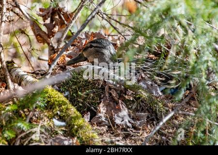 Un'anatra Mallard femmina, Anas platyrhynchos, seduta su un nido nascosto sotto un albero nelle montagne Adirondack, NY USA selvaggio foresta. Foto Stock