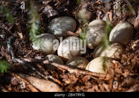 Un'anatra Mallard, : Anas platyrhynchos, nido nascosto sotto un albero sempreverde nelle montagne Adirondack, NY USA foresta selvaggia contenente nove uova. Foto Stock