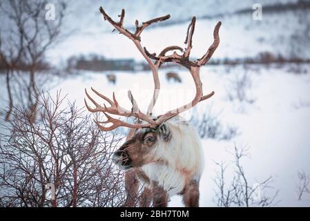 Rendeer cerca cibo sotto la profonda copertura di neve nelle montagne della contea di Finnmark nel nord della Norvegia Foto Stock