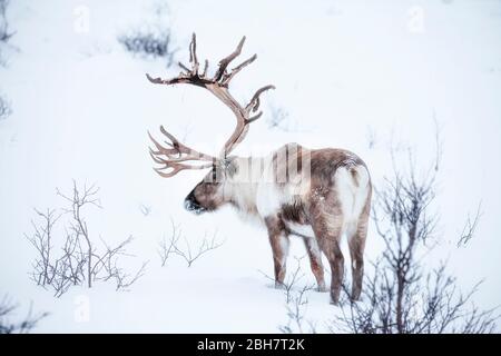 Rendeer cerca cibo sotto la profonda copertura di neve nelle montagne della contea di Finnmark nel nord della Norvegia Foto Stock