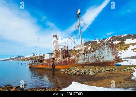 Relitto della nave di balena Petrel, ex stazione di caccia alle balene Grytviken, King Edward Cove, Georgia del Sud, Georgia del Sud e Isole Sandwich, Antartide Foto Stock