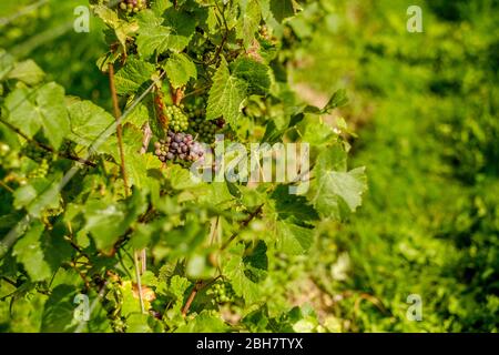 Viti che crescono in vigna, Surrey, Inghilterra Foto Stock