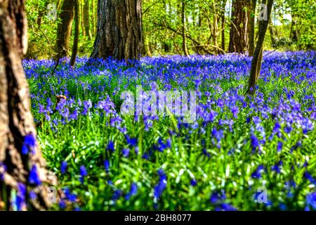 Bluebells, fiori Bluebell, boschi Bluebell, Hyacinthoides non-scripta, Inghilterra del Regno Unito, legno Bluebell, boschi, boschi, Bluebell, fiori, scena, vista, Foto Stock