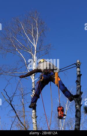 06.04.2020, Berlino, , Germania - dipendente dell'ufficio orticolo bilancia tra due birch. 00S200406D533CAROEX.JPG [VERSIONE DEL MODELLO: SÌ, CORRETTA Foto Stock