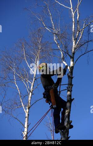 06.04.2020, Berlino, , Germania - dipendente dell'ufficio orticolo sega un ramo da un albero di betulla. 00S200406D532CAROEX.JPG [VERSIONE MODELLO: SÌ, PROP Foto Stock