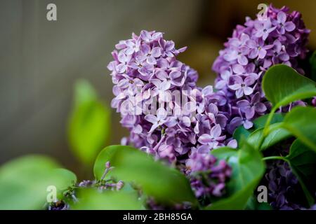 Profondità di campo bassa (messa a fuoco selettiva) e immagine macro con fiori lilla viola. Foto Stock