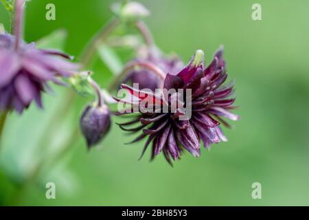 Columbine Aquilegia vulgaris, Black Barlow, fiore comunemente noto come Granny's Bonnet Foto Stock