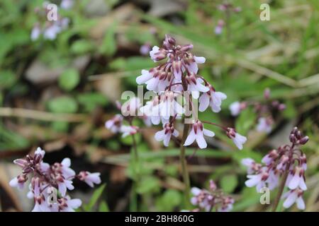 Fiore di fiori selvatici di carezza viola a Somme Woods a Northbrook, Illinois Foto Stock