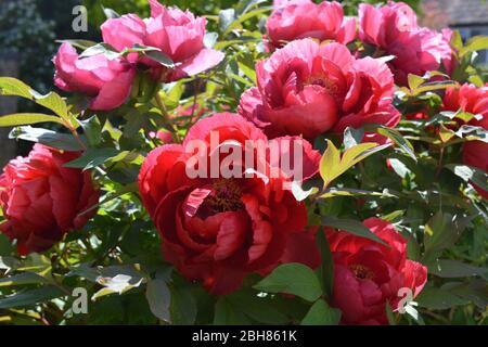 Peonia dell'albero, fiori rossi belli in primavera Foto Stock