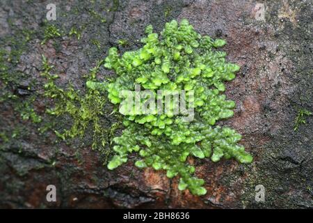 Anche Scalewart muschio, Radula complanata, un muschio cannabinoide dalla Finlandia Foto Stock