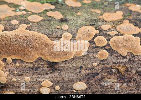 Phellinus viticola, polipore marrone dalla Finlandia senza nome inglese comune Foto Stock