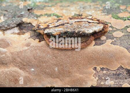 Phellinus viticola, polipore marrone dalla Finlandia senza nome inglese comune Foto Stock