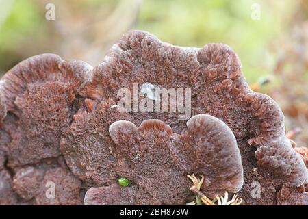 Hydnellum ferrugineum, conosciuto come il dente di mealy o il fungo rosso-marrone della spina dorsale, fungo selvaggio dalla Finlandia Foto Stock