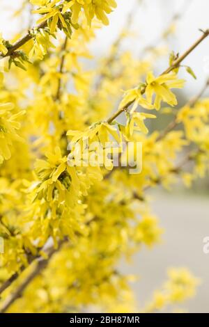 Fiori di forsizia davanti a con erba verde e cielo blu. Golden Bell, confine Forsythia (Forsythia x intermedia, europaea) fiorente in primavera garde Foto Stock