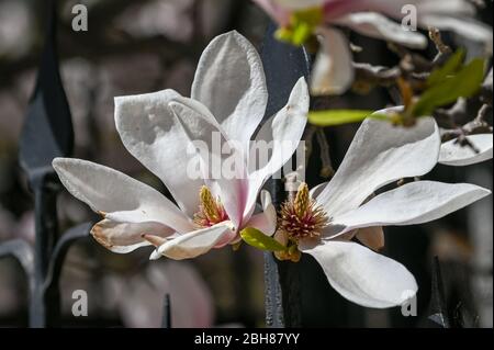 Magnolia fiori durante la primavera a Norrkoping, Svezia Foto Stock