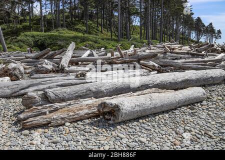 Driftwood si raccoglie qui presso la popolare Ruby Beach, Forks, Olympic National Park, Washington, Stati Uniti d'America Foto Stock